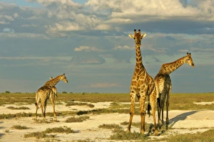 Giraffe - group of four individuals standing in salt pan with approaching rainstorm Giraffe - group of four individuals standing in salt pan with approaching rainstorm