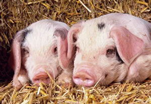 Gloucester Old Spot Pig - piglets Gloucester Old Spot Pig - piglets