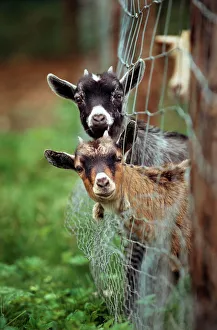Goats - two with heads stuck though net fence Goats - two with heads stuck though net fence