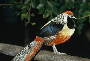 Golden Amherst Pheasant - Pheasant hybrid cross-bred with Golden Pheasant & Lady Amherst Golden Amherst Pheasant - Pheasant hybrid cross-bred with Golden Pheasant & Lady Amherst