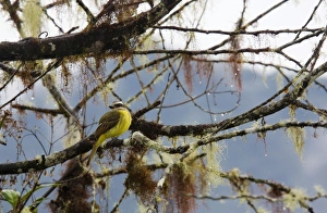 Golden-crowned Flycatcher - on moss and lichen-covered branch in cloud forest Golden-crowned Flycatcher - on moss and lichen-covered branch in cloud forest
