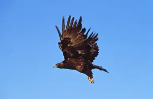 Prints of FG-8836 GOLDEN EAGLE - IN FLIGHT Aquila chrysaetos Francois Gohier Please note that prints are for personal display purposes only and may not be reproduced in any way. Golden Eagle Prints: Golden Eagle in Flight Print - Aquila chrysaetos