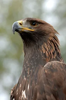 Golden Eagle - close-up of head Golden Eagle - close-up of head