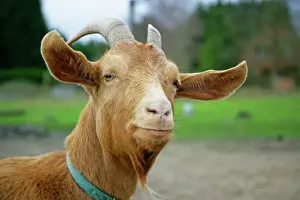 Goat Prints: Golden Guernsey Goat Print - JD-18627