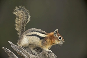 Golden-mantled Ground Squirrel - with cheek pouches full of food Golden-mantled Ground Squirrel - with cheek pouches full of food