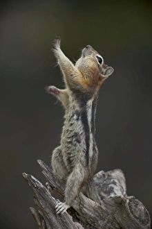 Golden-mantled Ground Squirrel - standing on hind legs with cheek pouches full of food Golden-mantled Ground Squirrel - standing on hind legs with cheek pouches full of food