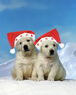 Golden Retreiver Dog - puppies wearing Christmas hats Golden Retreiver Dog - puppies wearing Christmas hats