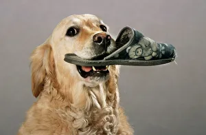Golden Retriever - aid dog carrying a slipper in mouth Golden Retriever - aid dog carrying a slipper in mouth