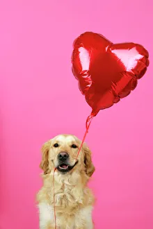 Golden Retriever Dog - holding heart shaped balloon Golden Retriever Dog - holding heart shaped balloon