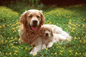 Golden Retriever DOG - with puppy Golden Retriever DOG - with puppy