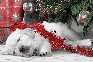 Golden Retriever Dog - puppy asleep under Chirstmas tree. Black & White with red tinsel Golden Retriever Dog - puppy asleep under Chirstmas tree. Black & White with red tinsel