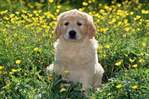 Golden Retriever Dog - puppy in buttercups Golden Retriever Dog - puppy in buttercups