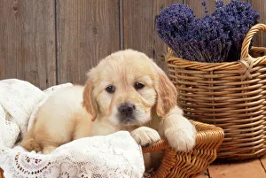 Golden Retriever Dog - puppy with lavender & lace Golden Retriever Dog - puppy with lavender & lace