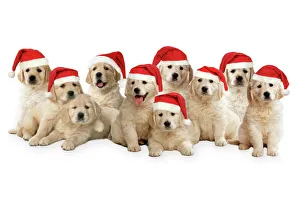 Golden Retriever Dogs - puppies wearing Christmas hats Golden Retriever Dogs - puppies wearing Christmas hats