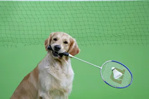 Golden Retriever holding badminton racket Golden Retriever holding badminton racket