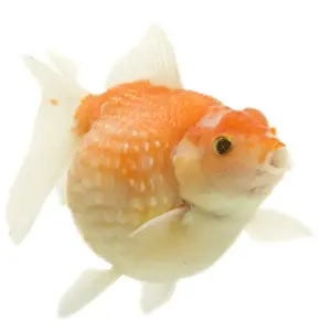 White Background Fish Photos Prints: Goldfish - in studio