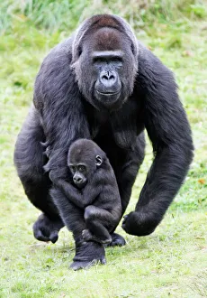 Gorilla - female carrying baby animal Gorilla - female carrying baby animal