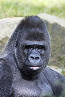 <b class=qtipBold><figcaption>Gorilla - male, portrait</figcaption></b><br>USH-3844 Gorilla - male, portrait distribution - central Africa, Congo, Zaire, Rwanda Gorilla gorilla Duncan Usher Please note that prints are for personal display purposes only and may not be reproduced in any way.<br><em>© Duncan Usher/ardea.com</em> Gorilla - male, portrait