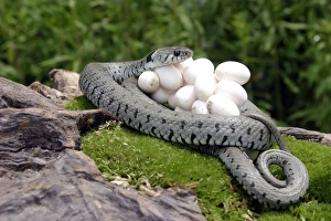 Grass / Ringed Snake - at nest protecting eggs Grass / Ringed Snake - at nest protecting eggs