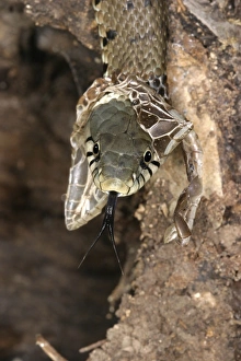 Grass Snake - close-up of head, shedding skin Grass Snake - close-up of head, shedding skin