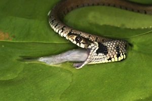 Grass Snake - swallowing fish Grass Snake - swallowing fish