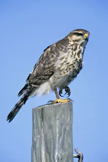 Gray Hawk Print: Asturina nitida, JZ-2650