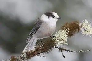 Personal Use Bird Prints Only Prints: Gray Jay