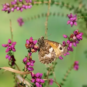 Prints of JAB-3375 Grayling Butterfly Hipparchia semele Jack Bailey Please note that prints are for personal display purposes only and may not be reproduced in any way. Grayling Prints: Grayling Butterfly Print (Hipparchia semele) JAB-3375