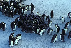Antarctica Wildlife Images Prints: GRB02245