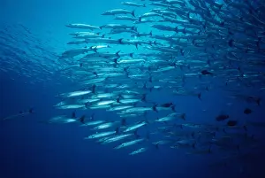 Marine Life Photography Prints: Great Barracuda