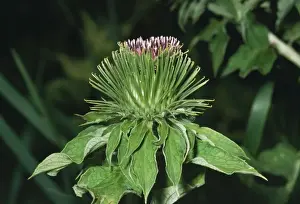 Plant Identification Guide Prints: Great Burdock