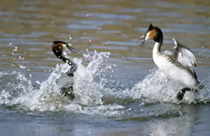 Nature Photography Prints Online Prints: Great Crested Grebe - fighting