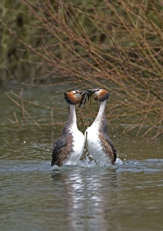 Great Crested Grebe - male and Female display weed dance with weeds Great Crested Grebe - male and Female display weed dance with weeds