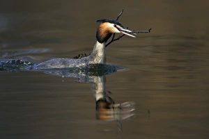 Great Crested Grebe - Male transporting vegetation material to courtship platform on lake Great Crested Grebe - Male transporting vegetation material to courtship platform on lake