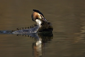 Great Crested Grebe - Male transporting water vegetation material to courtship platform on lake Great Crested Grebe - Male transporting water vegetation material to courtship platform on lake