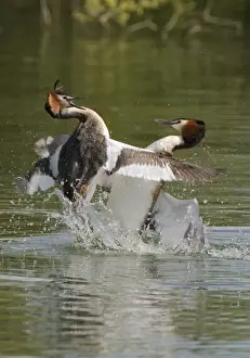 Images Dated 29th April 2005: Great Crested Grebe Print: Two Male Birds Fighting