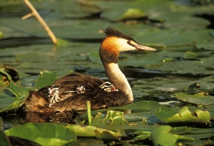 Great Crested Grebe - Mother with young Great Crested Grebe - Mother with young