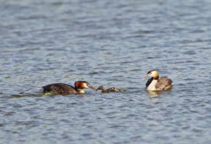 Great Crested Grebe - pair feeding young Great Crested Grebe - pair feeding young