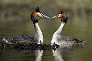 Great Crested Grebes - Pair beside weed platform, courtship displaying Great Crested Grebes - Pair beside weed platform, courtship displaying