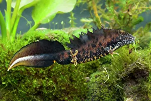 Great Crested Newt - Single adult male photographed underwater Great Crested Newt - Single adult male photographed underwater