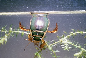 Great Diving / Water BEETLE - male breathing at surface Great Diving / Water BEETLE - male breathing at surface