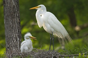 Great Egret / Common Egret - At nest feeding young Great Egret / Common Egret - At nest feeding young