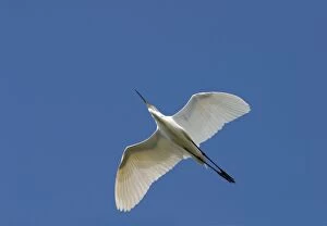 Images Dated 16th December 2003: Great Egret Flying against a deep blue sky Queensland, Australia