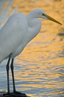 Great Egret / Great White Egret / Common Egret / Great White Heron - fishing on lake Great Egret / Great White Egret / Common Egret / Great White Heron - fishing on lake