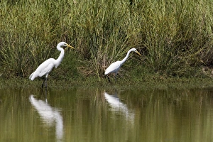 Great Egret and Intermediate Egret (Egretta intermedia) size comparison Great Egret and Intermediate Egret (Egretta intermedia) size comparison
