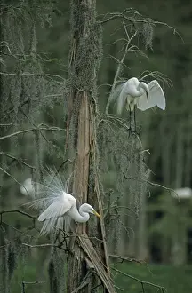 Great Egret Print - In tree, Louisiana, USA