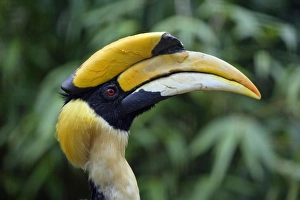 Great Indian Hornbill - Portrait Great Indian Hornbill - Portrait