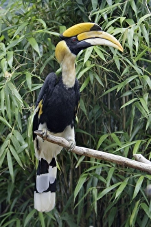 Great Indian Hornbill - sitting on branch Great Indian Hornbill - sitting on branch