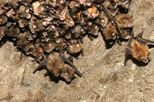 Great Indian Horseshoe Bats - hanging at roost Great Indian Horseshoe Bats - hanging at roost