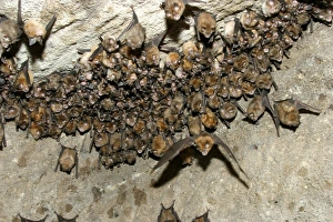 Great Indian Horseshoe Bats - mass hanging at roost, one in flight Great Indian Horseshoe Bats - mass hanging at roost, one in flight